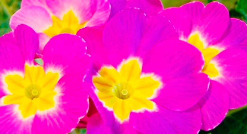 Kevät Esikko-tapahtuma